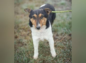 superlieber JOEY - 2,5 Jahre, 35cm - Glatthaar-Foxterrier