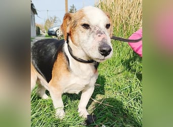 arme Hundeseele FOXI - 10-12 Jahre, 34cm - Foxterrier-Mix