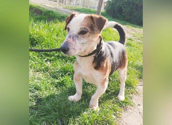 arme Hundeseele FOXI - 10-12 Jahre, 34cm - Foxterrier-Mix