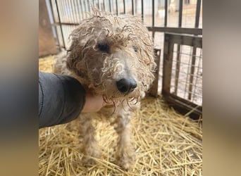 PABLO braucht viel Liebe - 7 Jahre, 40cm - Foxterrier-Mix