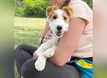❤️❤️❤️ bezaubernde kleine LOTTI - 2,5 Jahre, 40cm/10kg - Foxterrier-Mix