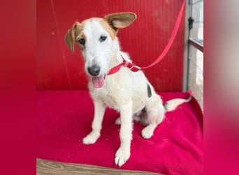 bezaubernde kleine LOTTI - 2,5 Jahre, 40cm/10kg - Foxterrier-Mix