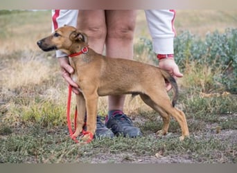Ubul SI- junger Hund auf der Suche nach aktiver Familie