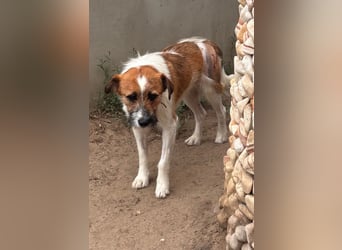 Csibesz BR – liebenswerter Foxterrier sucht sein Glück 