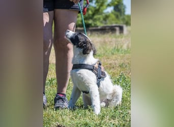 Lori-SI - aktiver Junghund sucht liebevolles Zuhause
