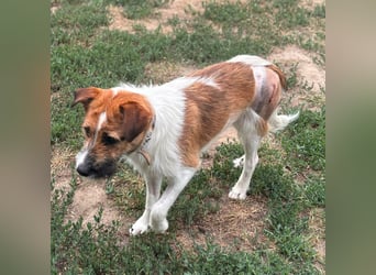 Csibesz BR – liebenswerter Foxterrier sucht sein Glück 