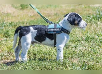 Bohem-SI - fröhlicher kleiner Hundejunge sucht aktives Zuhause