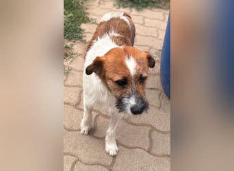Csibesz BR – liebenswerter Foxterrier sucht sein Glück 