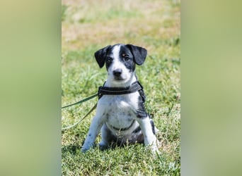 Bohem-SI - fröhlicher kleiner Hundejunge sucht aktives Zuhause