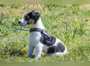 Bojszi-SI - fröhliche kleine Hündin sucht aktives Zuhause