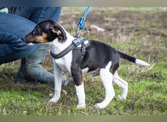 Flopp-Si - Fröhlicher Foxterrier-Junghund mit viel Charme