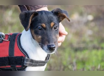 Flipp- Si - Kleiner Foxterrier-Junghund voller Energie und Lebensfreude