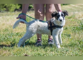 Lori-SI - aktiver Junghund sucht liebevolles Zuhause