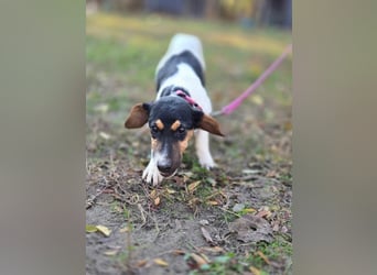 Runa BE – Kleine Foxi-Lady blickt hoffnungsvoll in die Zukunft