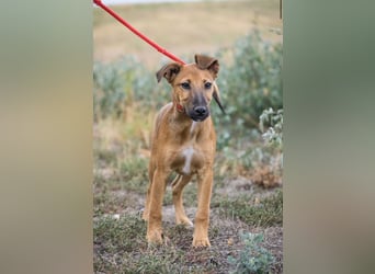 Ubul SI- junger Hund auf der Suche nach aktiver Familie