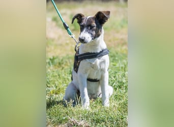 Lujzi-SI- fröhliche Junghündin sucht liebevolles Zuhause