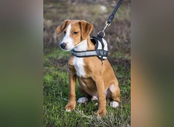 Finch-Si – Aktiver kleiner Wirbelwind mit großem Herzen