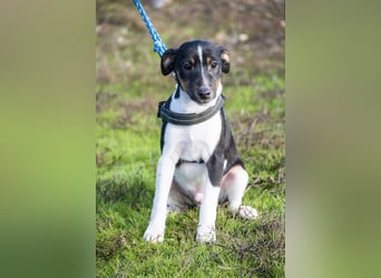 Flopp-Si - Fröhlicher Foxterrier-Junghund mit viel Charme
