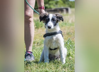 Lori-SI - aktiver Junghund sucht liebevolles Zuhause