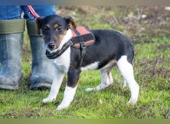 Flipp- Si - Kleiner Foxterrier-Junghund voller Energie und Lebensfreude