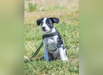 Bohem-SI - fröhlicher kleiner Hundejunge sucht aktives Zuhause