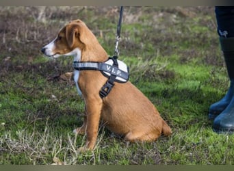Finch-Si – Aktiver kleiner Wirbelwind mit großem Herzen