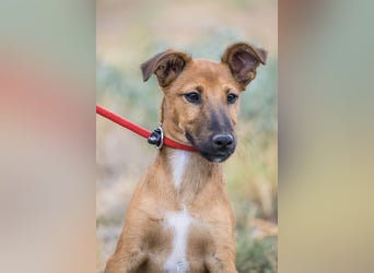 Ubul SI- junger Hund auf der Suche nach aktiver Familie