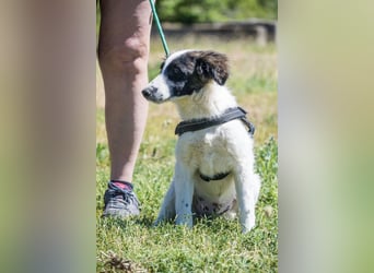 Lori-SI - aktiver Junghund sucht liebevolles Zuhause