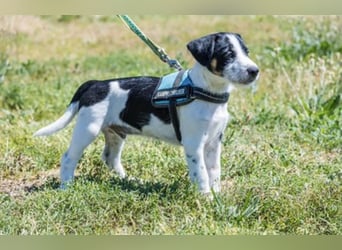 Bohem-SI - fröhlicher kleiner Hundejunge sucht aktives Zuhause