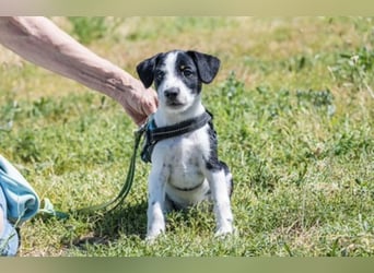 Bohem-SI - fröhlicher kleiner Hundejunge sucht aktives Zuhause