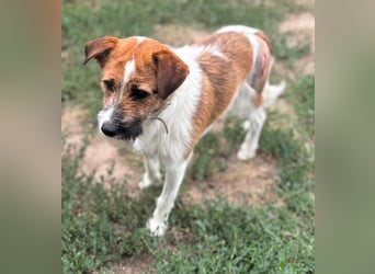 Csibesz BR – liebenswerter Foxterrier sucht sein Glück 
