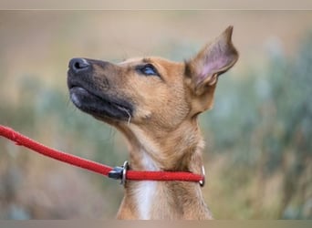 Ubul SI- junger Hund auf der Suche nach aktiver Familie