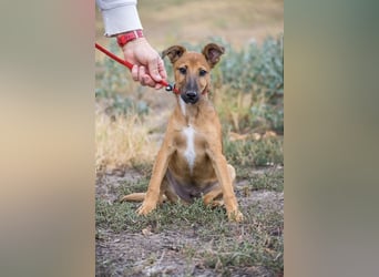 Ubul SI- junger Hund auf der Suche nach aktiver Familie