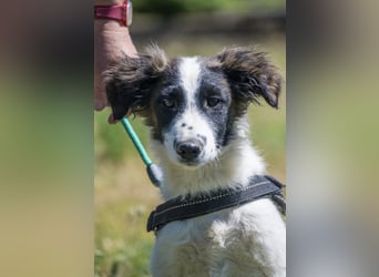 Lori-SI - aktiver Junghund sucht liebevolles Zuhause