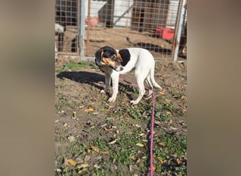 Runa BE – Kleine Foxi-Lady blickt hoffnungsvoll in die Zukunft