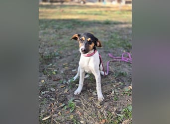 Runa BE – Kleine Foxi-Lady blickt hoffnungsvoll in die Zukunft