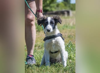 Lori-SI - aktiver Junghund sucht liebevolles Zuhause