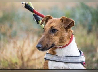 Joker SI – Foxterrier mit Terrier-Power sucht erfahrene Menschen 