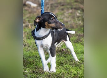 Flopp-Si - Fröhlicher Foxterrier-Junghund mit viel Charme