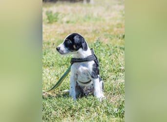 Bohem-SI - fröhlicher kleiner Hundejunge sucht aktives Zuhause