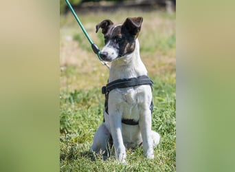 Lujzi-SI- fröhliche Junghündin sucht liebevolles Zuhause