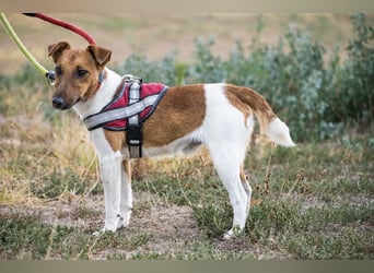 Joker SI – Foxterrier mit Terrier-Power sucht erfahrene Menschen 