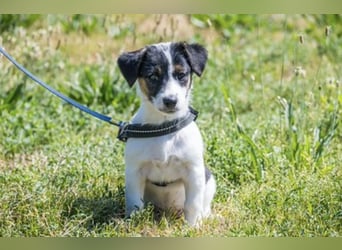 Bojszi-SI - fröhliche kleine Hündin sucht aktives Zuhause