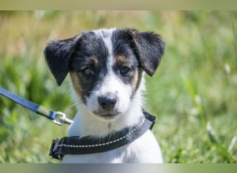 Bojszi-SI - fröhliche kleine Hündin sucht aktives Zuhause