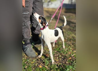 Bora, geboren 01.05.2024, 30cm sucht ihr Körbchen