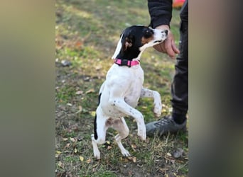 Bora, geboren 01.05.2024, 30cm sucht ihr Körbchen
