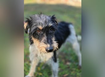 Arda, geboren 01.08.2015, 32cm sucht ihr Zuhause