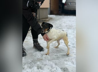Mona, geboren 18.10.2022, 39cm sucht ihr Körbchen
