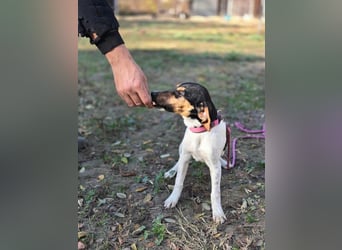 Runa, geboren 01.03.2025, 30cm sucht ihr Glück