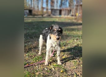 Arda, geboren 01.08.2015, 32cm sucht ihr Zuhause